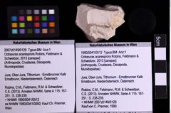 Foto (Objekt + Etiketten) von Octoeurax acaresprora (Robins, Feldmann & Schweitzer, 2013) (NHMW-GEO-1990-0041-0512)